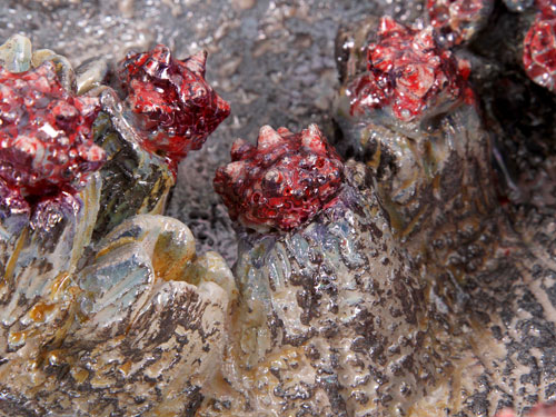 clicca sull'immagine per ingrandirla