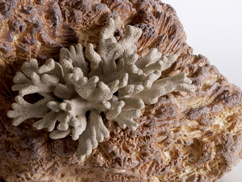 clicca sull'immagine per ingrandirla